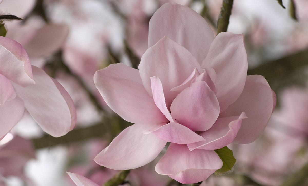 Magnolia Flower Facts, Description, and Information