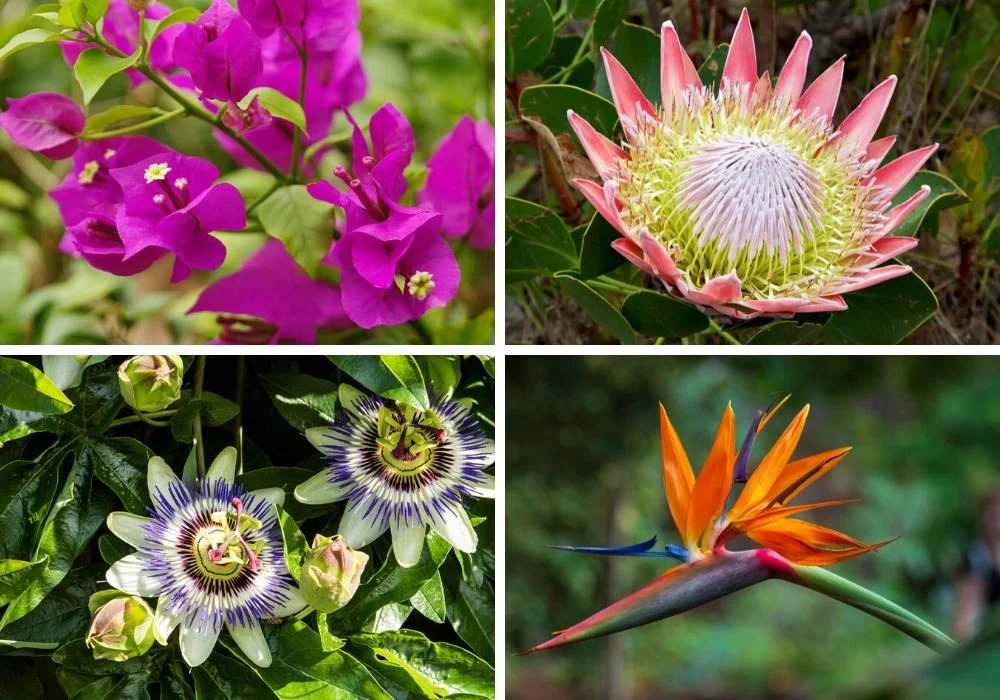 Tropical Flower Names And Pictures
